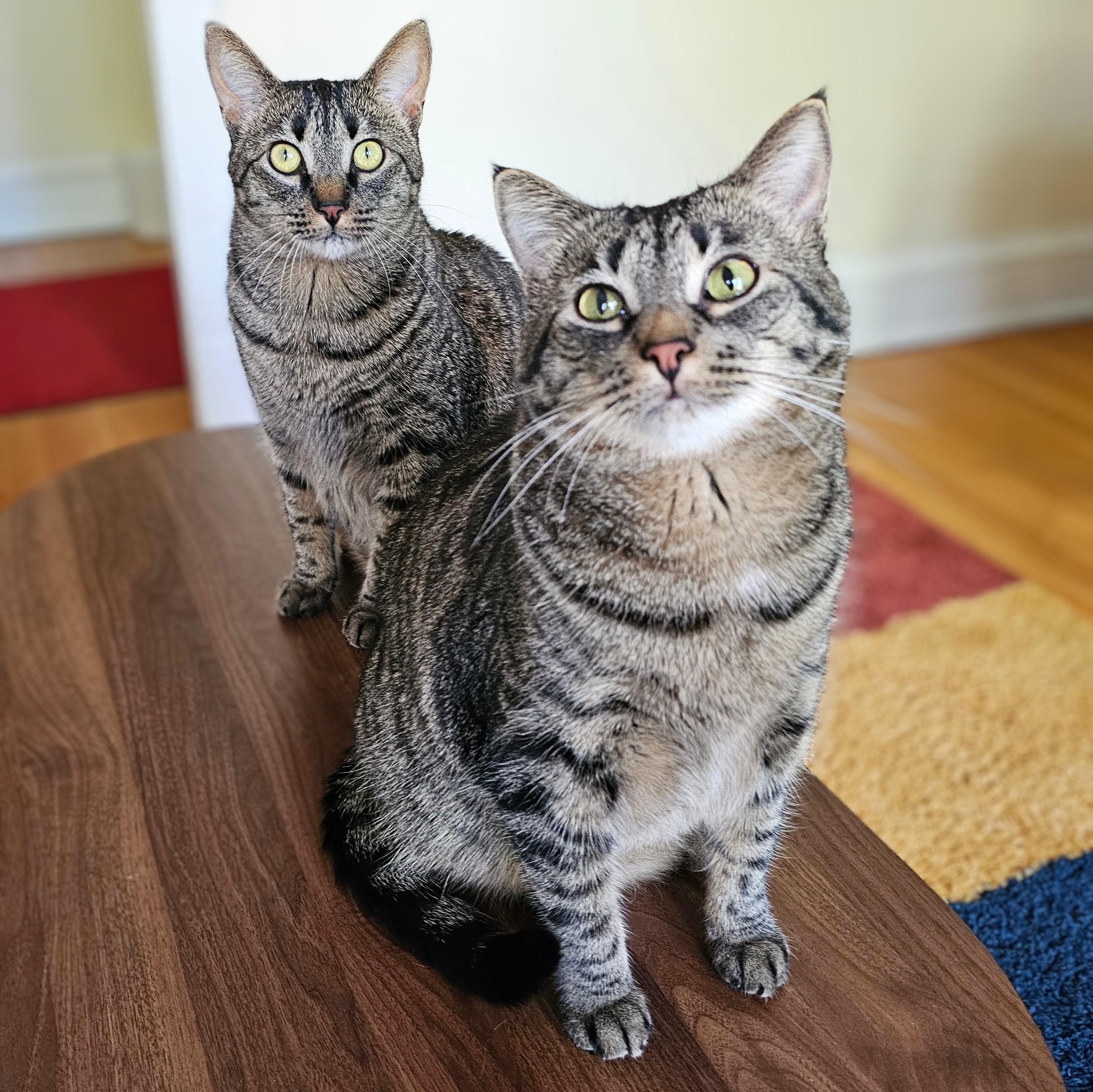 Debbie and Dottie, ADOPTABLE, Adult Female Tabby & Domestic Short Hair.