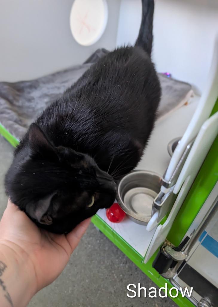 Shadow, Adoptable, Adult Male American Shorthair.