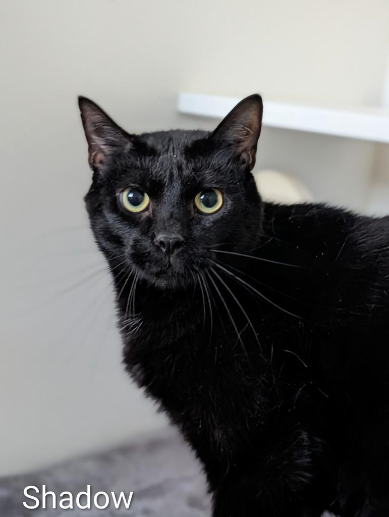 Enlarge Shadow, a Adoptable American Shorthair in Greenfield, IN image 2/3