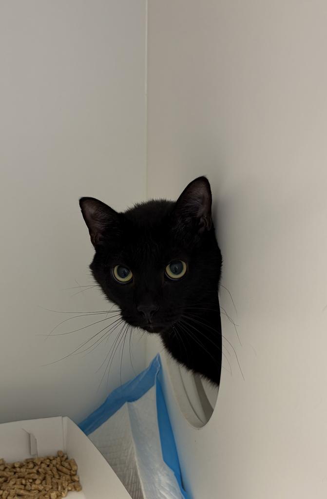 Enlarge Shadow, a Adoptable American Shorthair in Greenfield, IN image 3/3