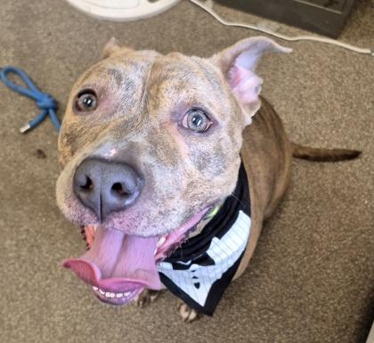 Enlarge Tadpole- in foster home, a Adoptable Mixed Breed in Hamilton, OH image 4/5