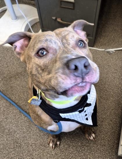 Enlarge Tadpole- in foster home, a Adoptable Mixed Breed in Hamilton, OH image 5/5