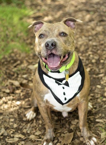 Tadpole- in foster home, Adoptable, Adult Male Mixed Breed.