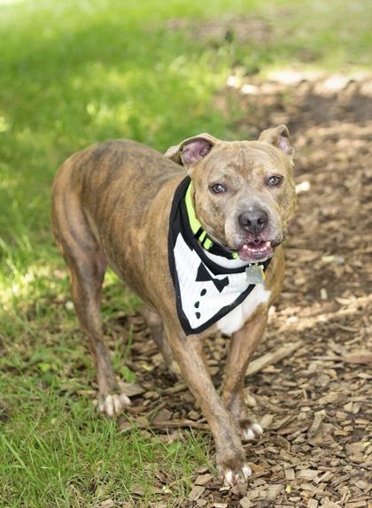 Enlarge Tadpole- in foster home, a Adoptable Mixed Breed in Hamilton, OH image 3/5
