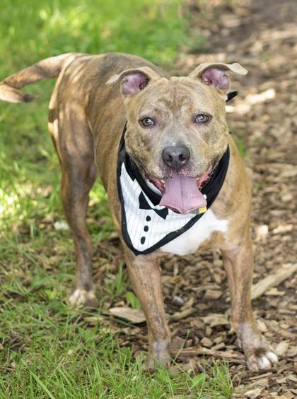 Enlarge Tadpole- in foster home, a Adoptable Mixed Breed in Hamilton, OH image 2/5