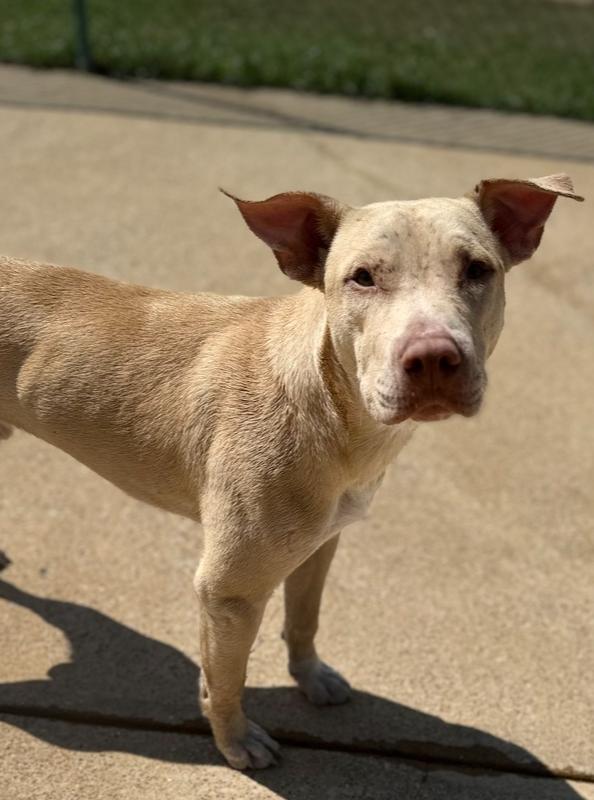 Enlarge Zamby 25D-261, a Adoptable mixed breed in Corinth, MS image 1/3