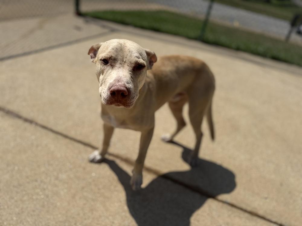Enlarge Zamby 25D-261, a Adoptable mixed breed in Corinth, MS image 3/3