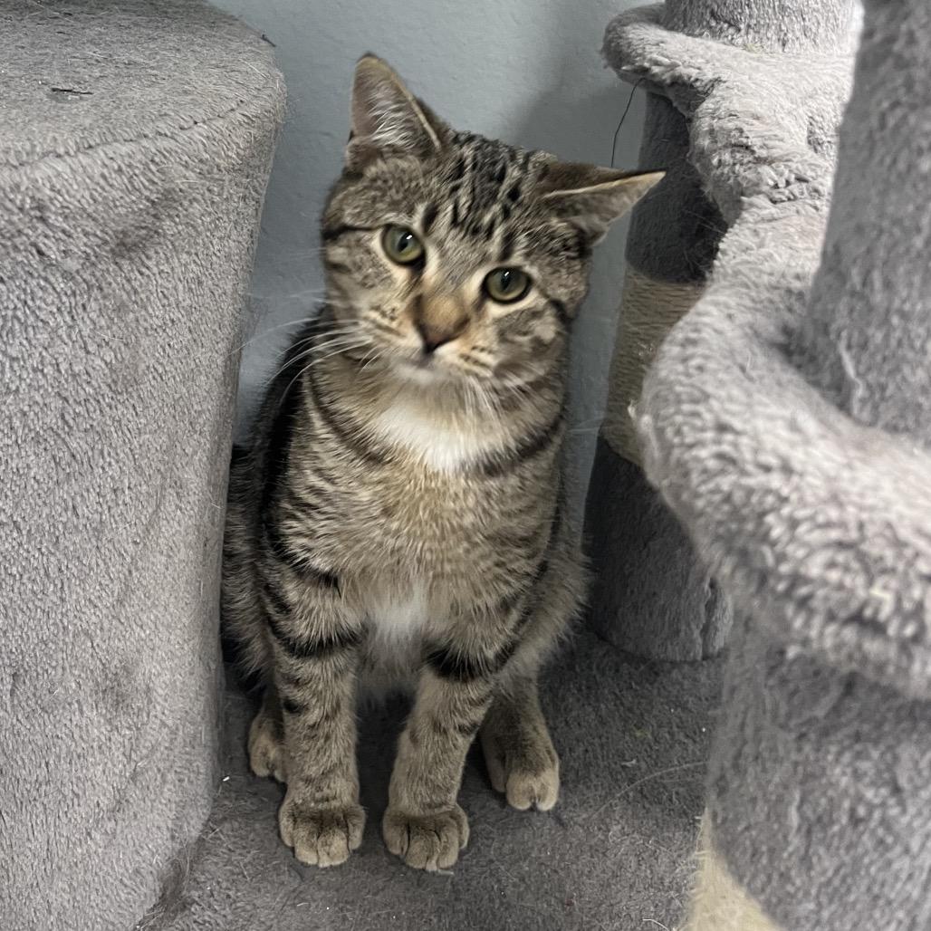 Myla, Adoptable, Young Female Domestic Short Hair.