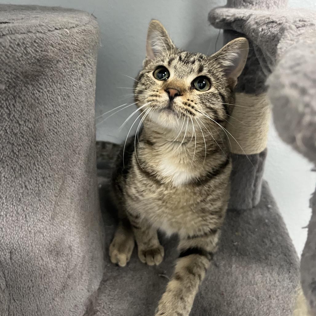 Myla, a Adoptable Domestic Short Hair in Crookston, MN image 2/5