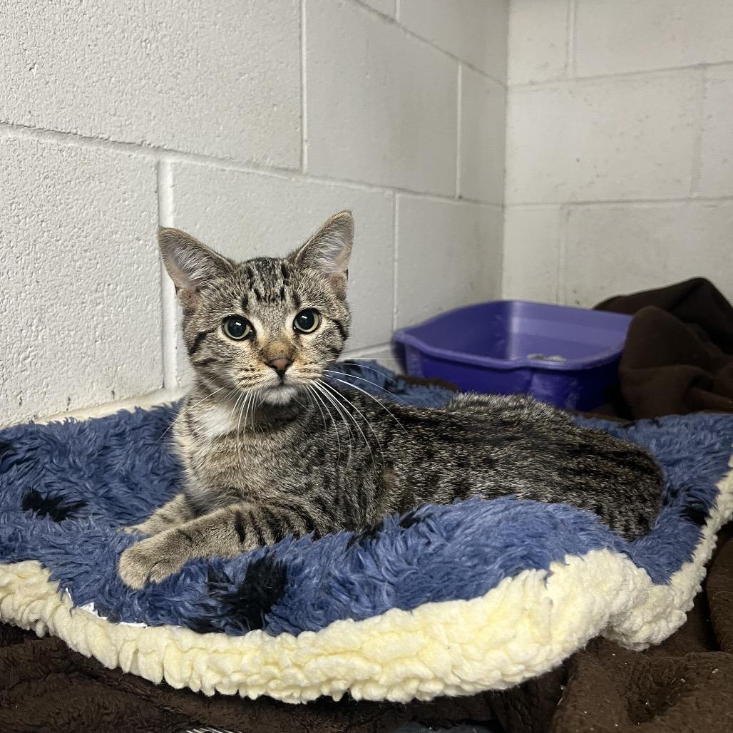 Myla, a Adoptable Domestic Short Hair in Crookston, MN image 3/5