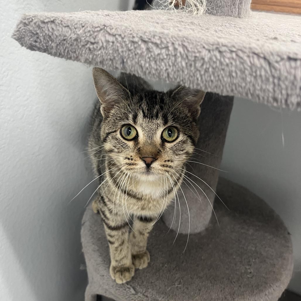 Myla, a Adoptable Domestic Short Hair in Crookston, MN image 5/5