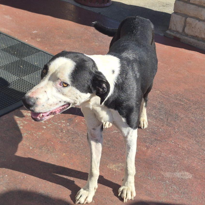 Bacon, Adoptable, Young Male Mixed Breed & Staffordshire Bull Terrier.