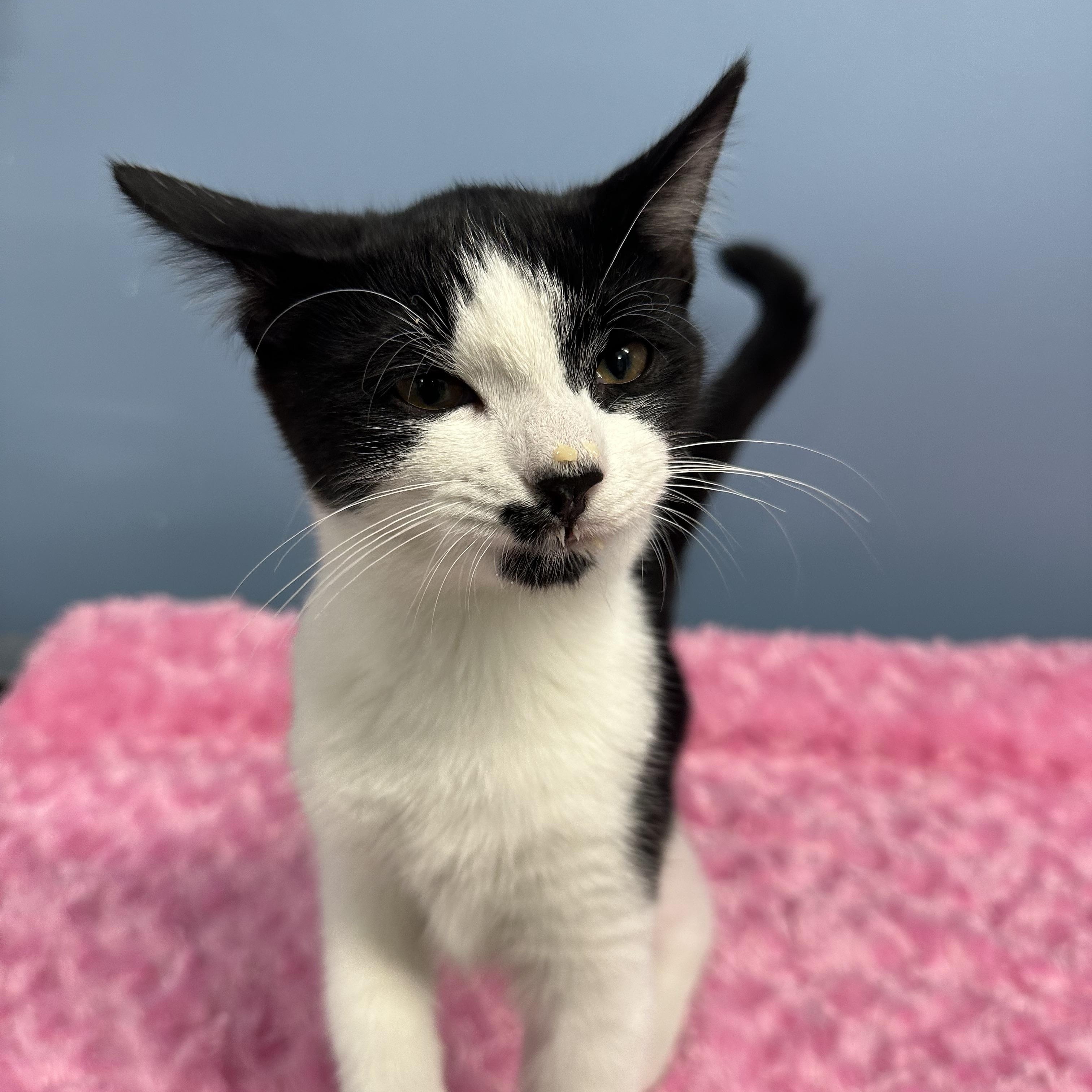 Enlarge Feather, a Adopted Domestic Short Hair in Exeter, RI image 2/5