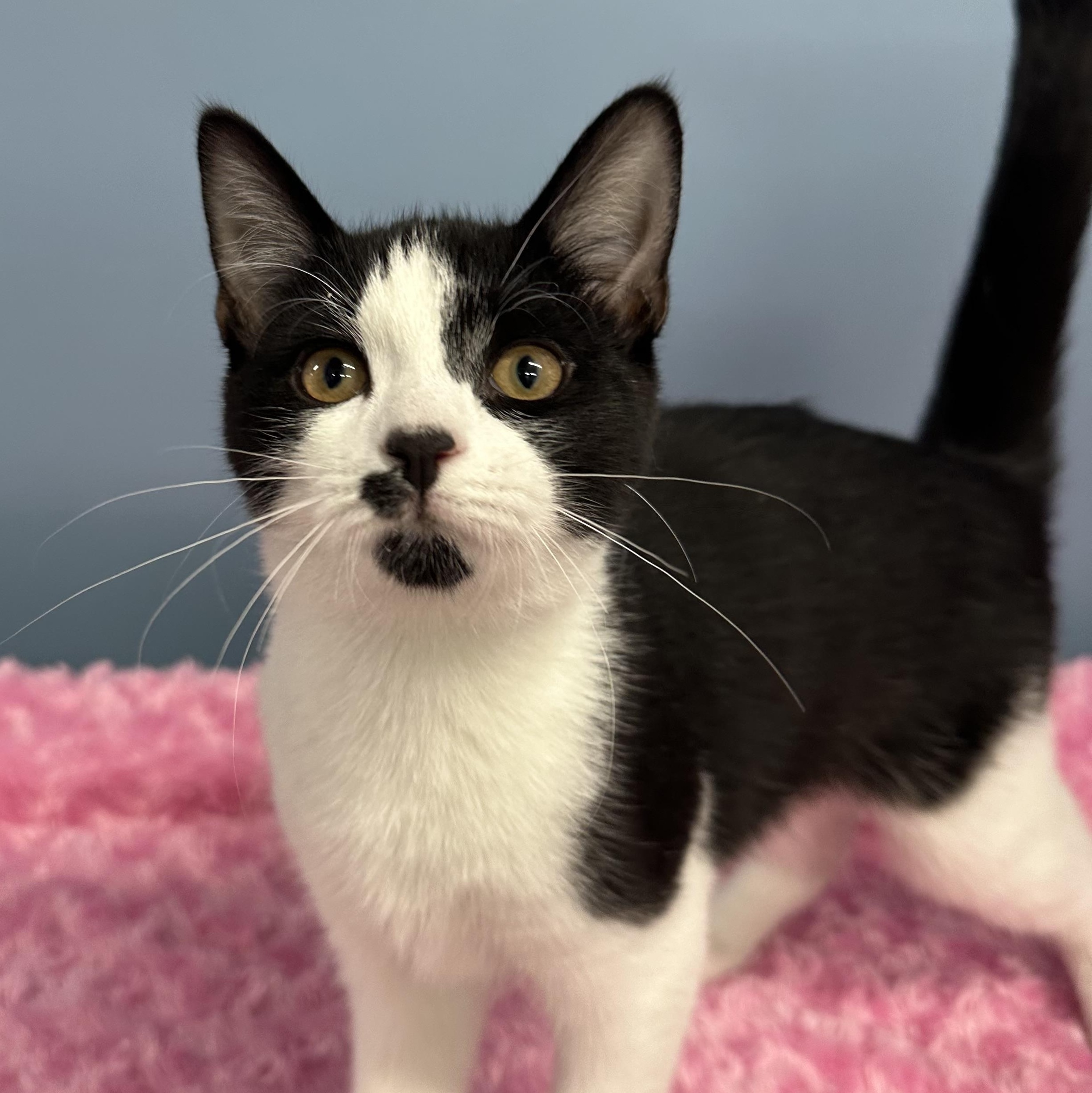 Feather, Adopted, Kitten Female Domestic Short Hair.
