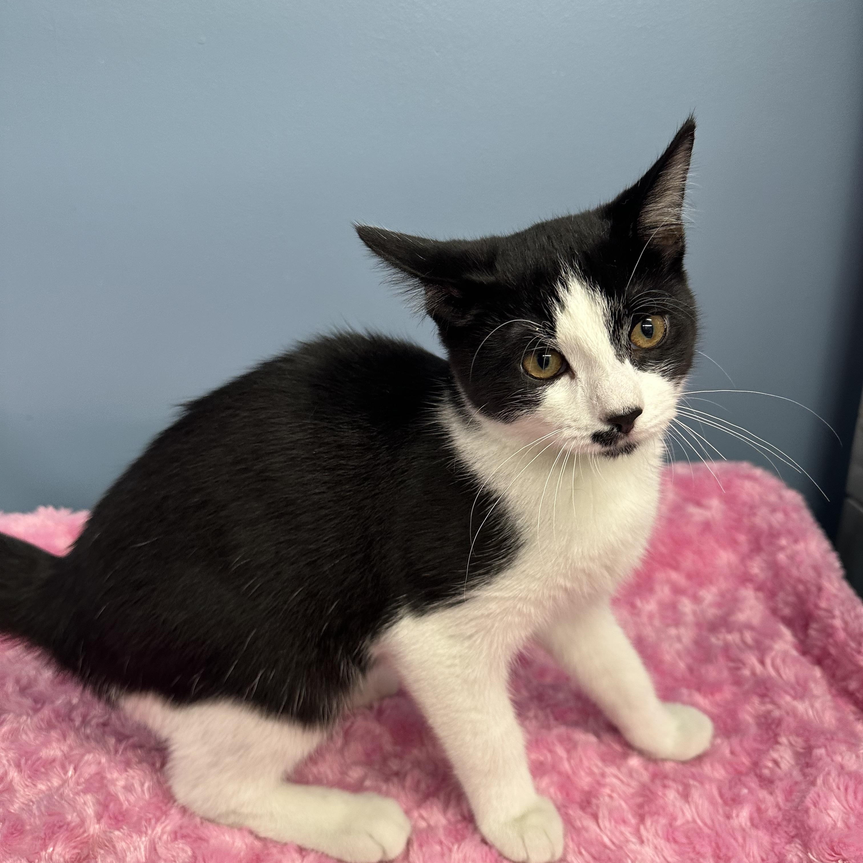 Enlarge Feather, a Adopted Domestic Short Hair in Exeter, RI image 5/5