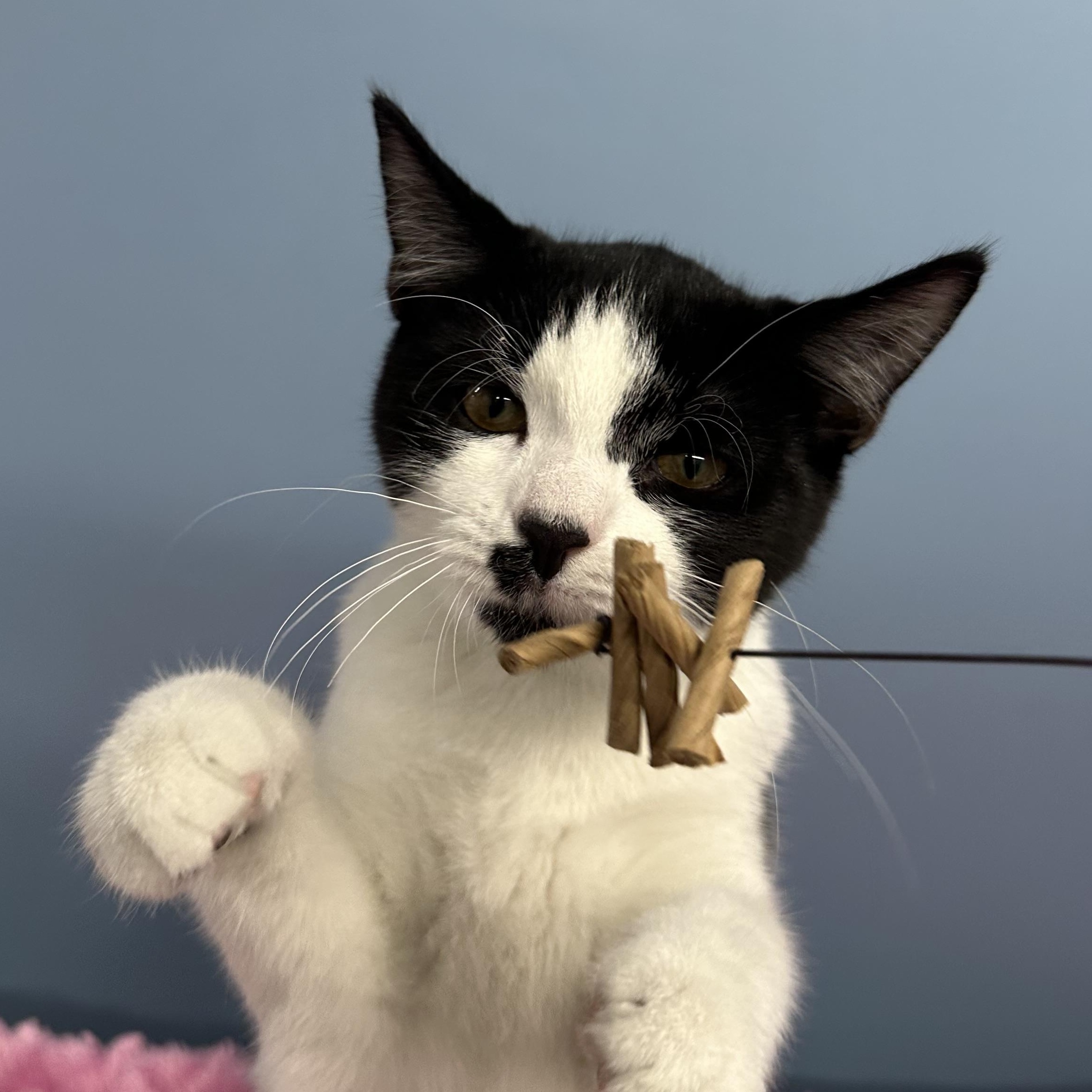 Enlarge Feather, a Adopted Domestic Short Hair in Exeter, RI image 4/5