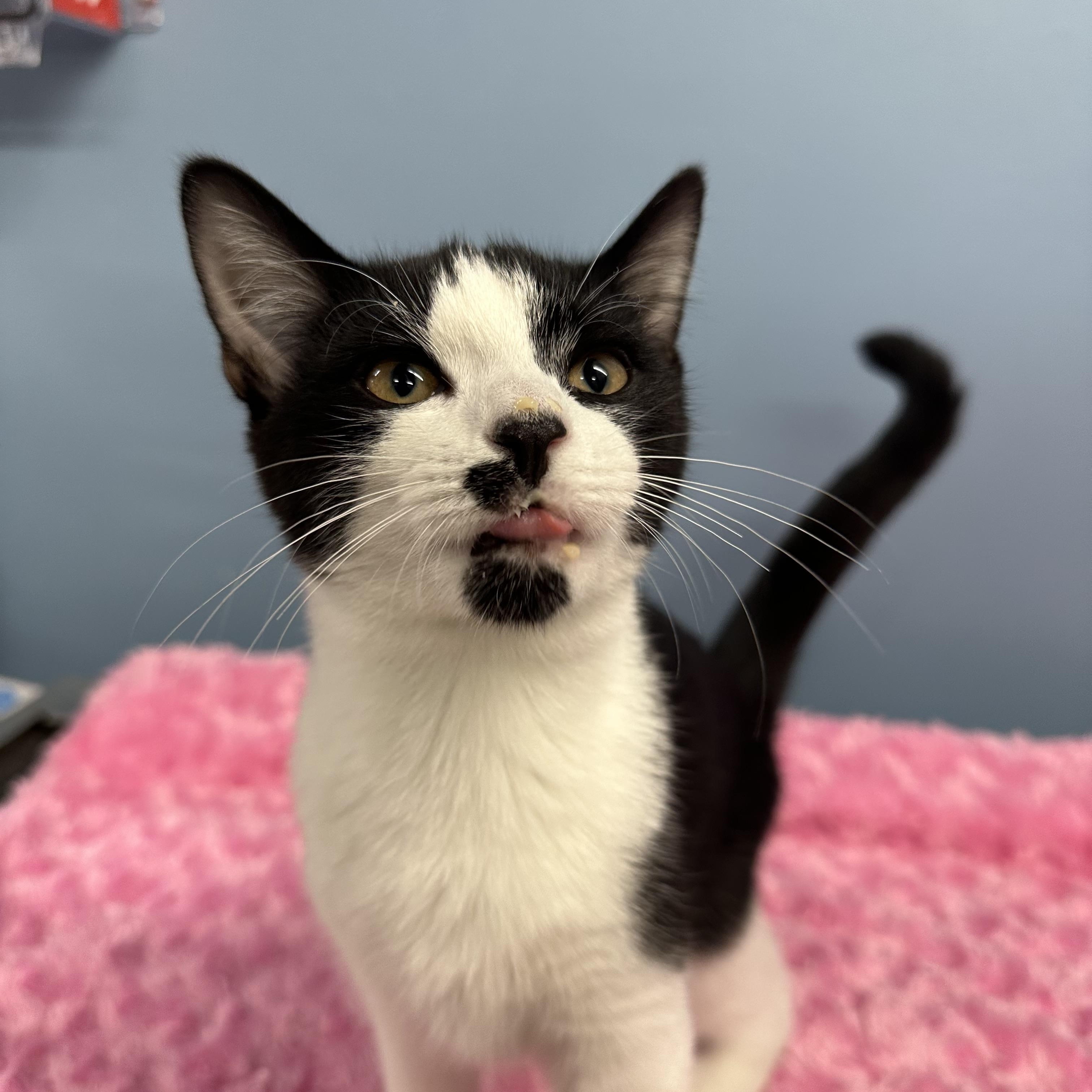 Enlarge Feather, a Adopted Domestic Short Hair in Exeter, RI image 3/5
