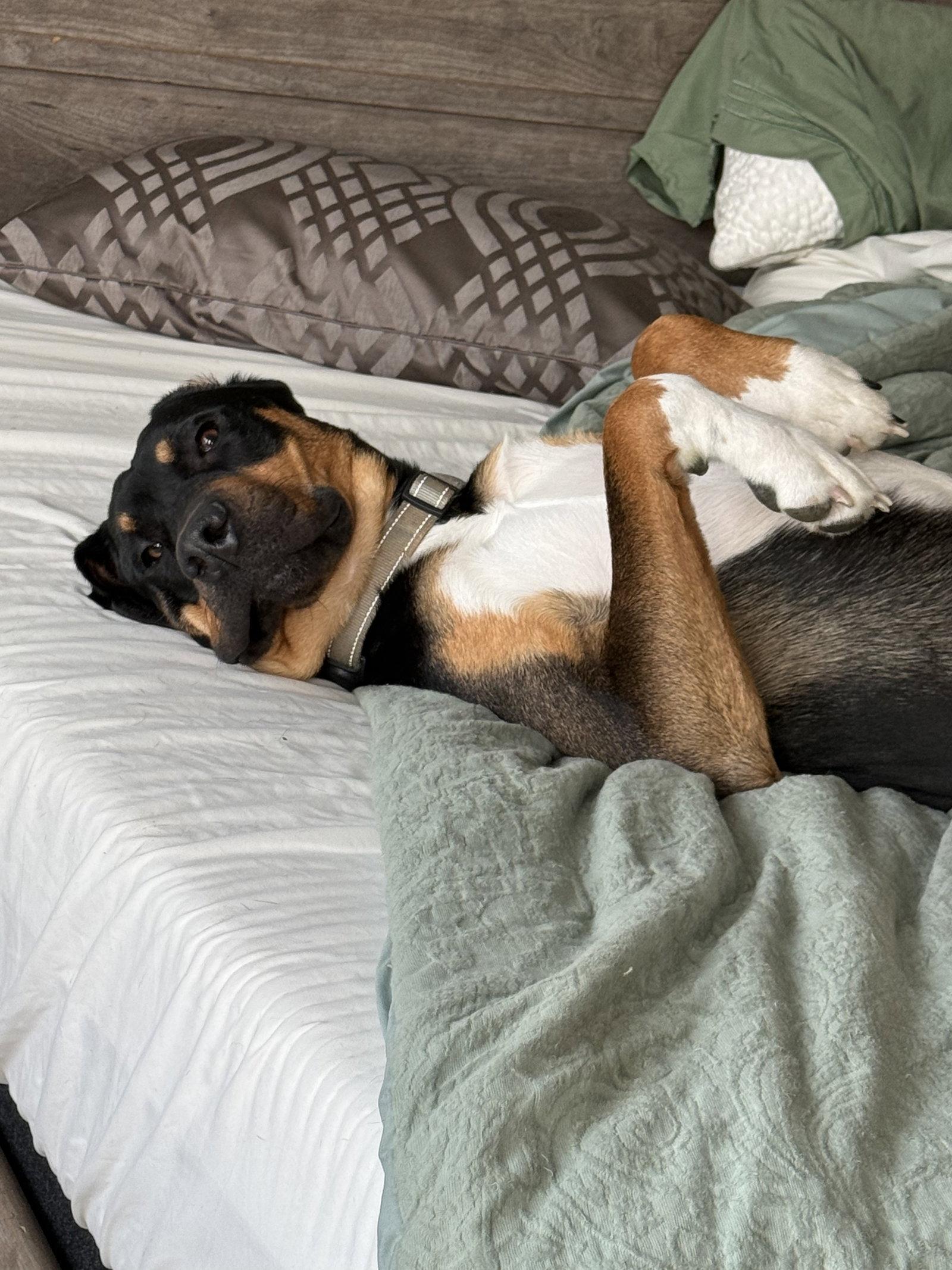 Bear, Adoptable, Young Male Bloodhound & Doberman Pinscher.