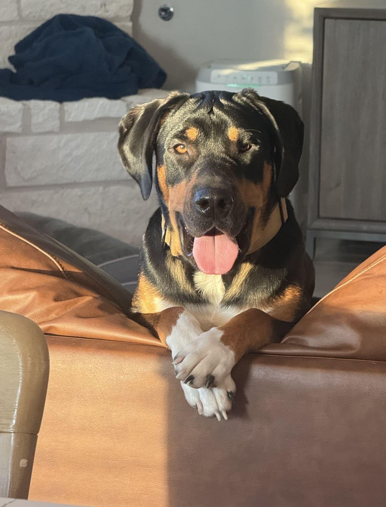 Enlarge Bear, a Adoptable mixed breed in McKinney, TX image 2/3