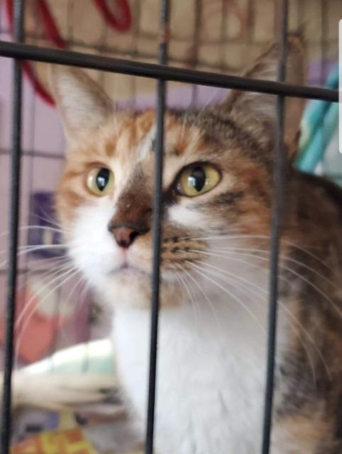 Kaliko, Adoptable, Adult Female Domestic Short Hair.