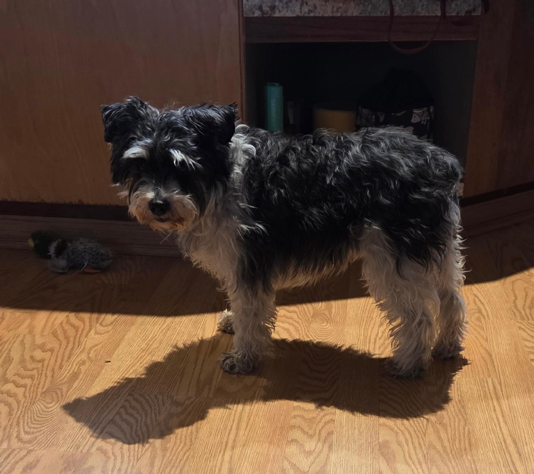 Koda, Adoptable, Adult Male Miniature Schnauzer.