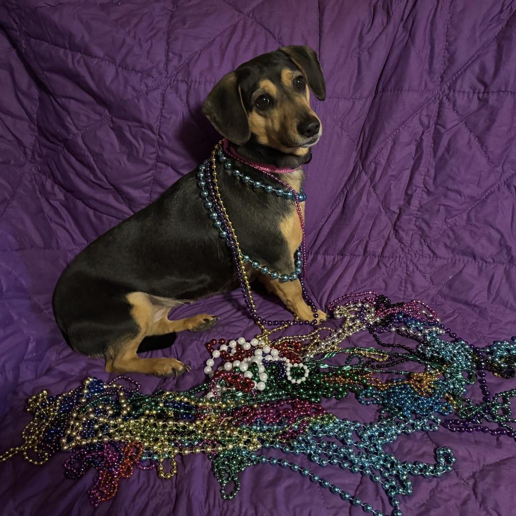 Enlarge Whimsy, a Adoptable mixed breed in Bessemer, AL image 1/6