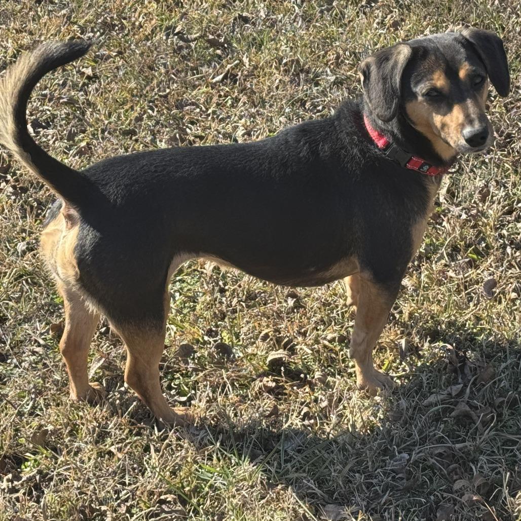 Enlarge Whimsy, a Adoptable mixed breed in Bessemer, AL image 2/6