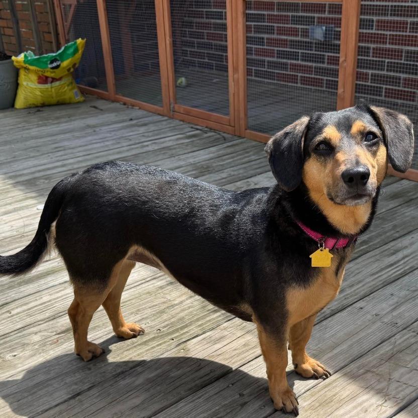 Enlarge Whimsy, a Adoptable mixed breed in Bessemer, AL image 4/6