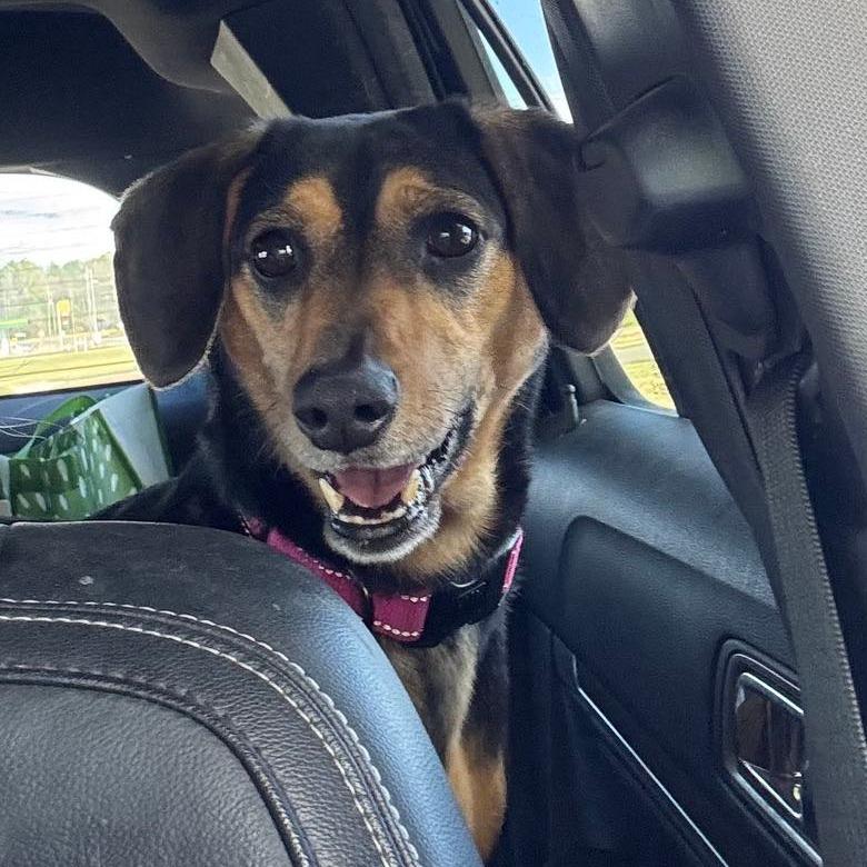 Enlarge Whimsy, a Adoptable mixed breed in Bessemer, AL image 5/6