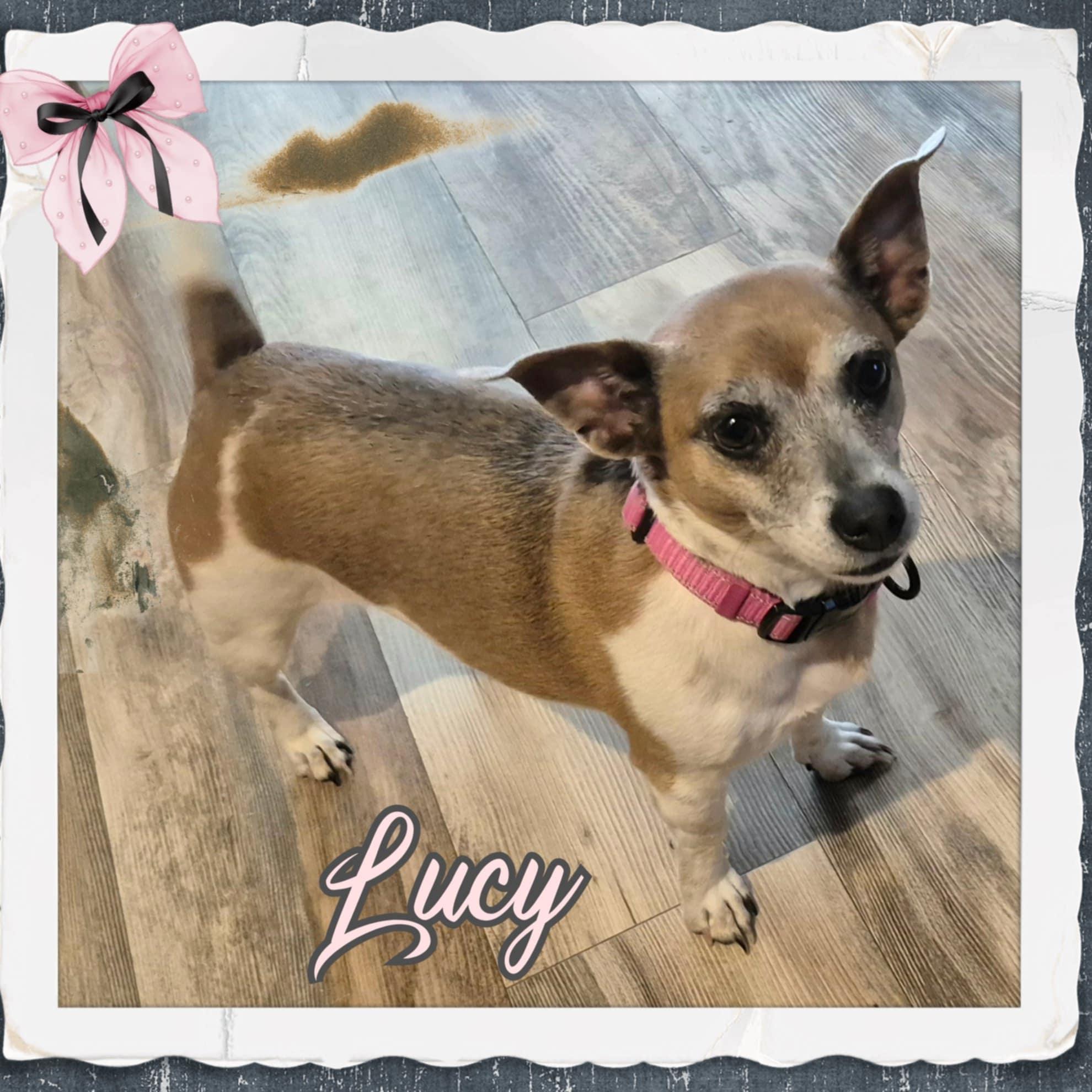 Lucy, Adult Female unknown