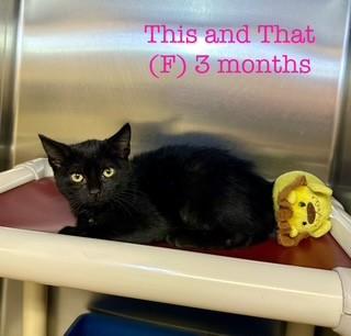 This and That, Adopted, Kitten Female Domestic Short Hair.