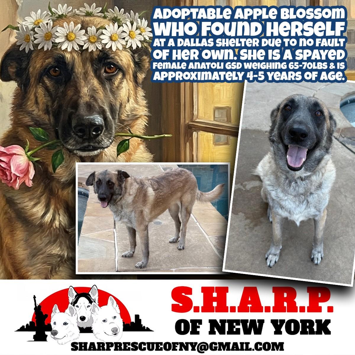 APPLE BLOSSOM, adopted, Adult Female Anatolian Shepherd.