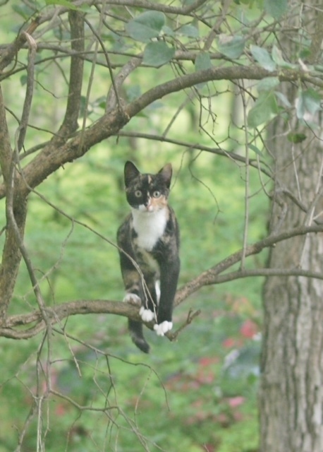 Backyard Buddy & Barn Cat Program!!, Adoptable, Young Female Domestic Short Hair.