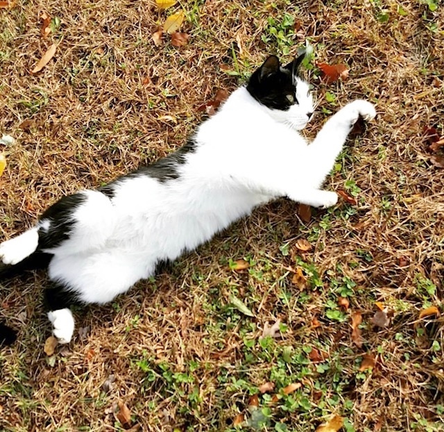 Enlarge Backyard Buddy & Barn Cat Program!!, a Adoptable mixed breed in Eatontown, NJ image 2/8