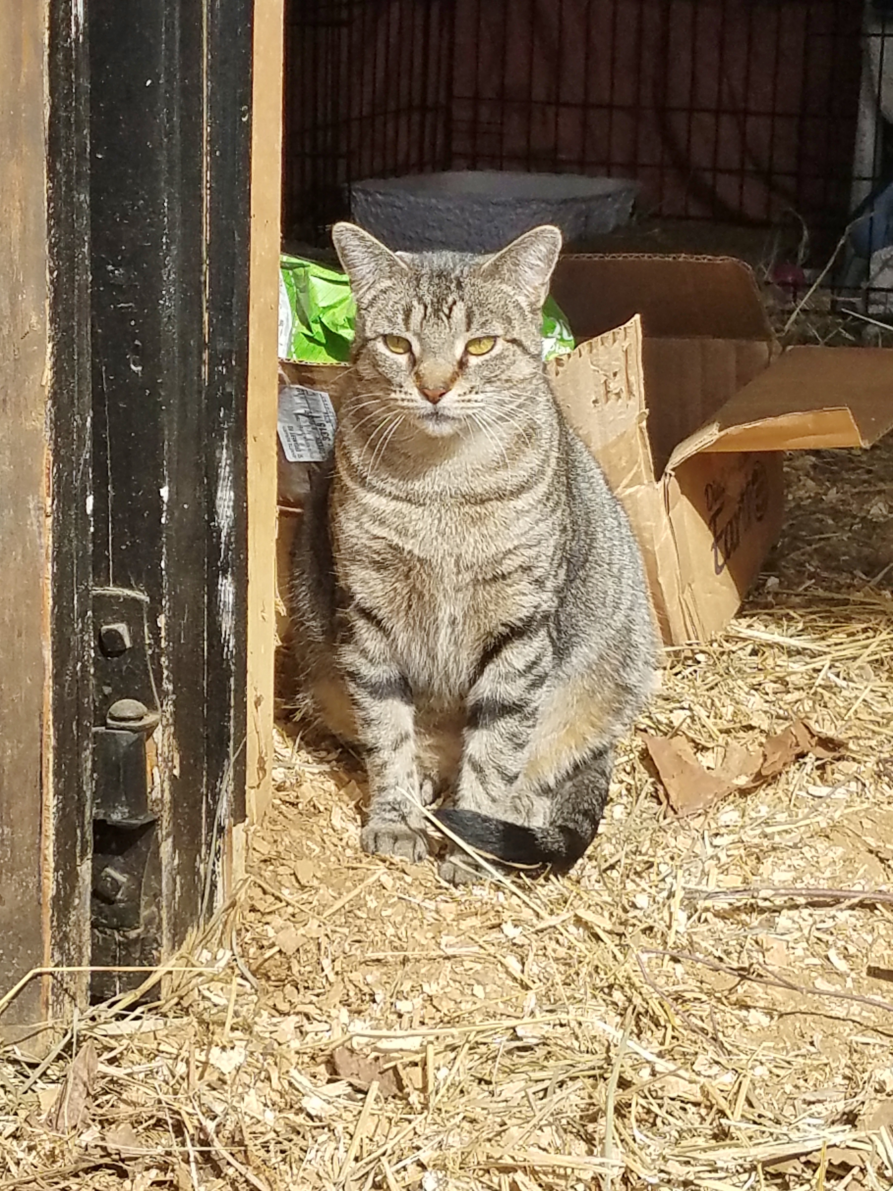 Enlarge Backyard Buddy & Barn Cat Program!!, a Adoptable mixed breed in Eatontown, NJ image 3/8