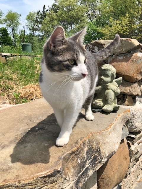 Enlarge Backyard Buddy & Barn Cat Program!!, a Adoptable mixed breed in Eatontown, NJ image 4/8