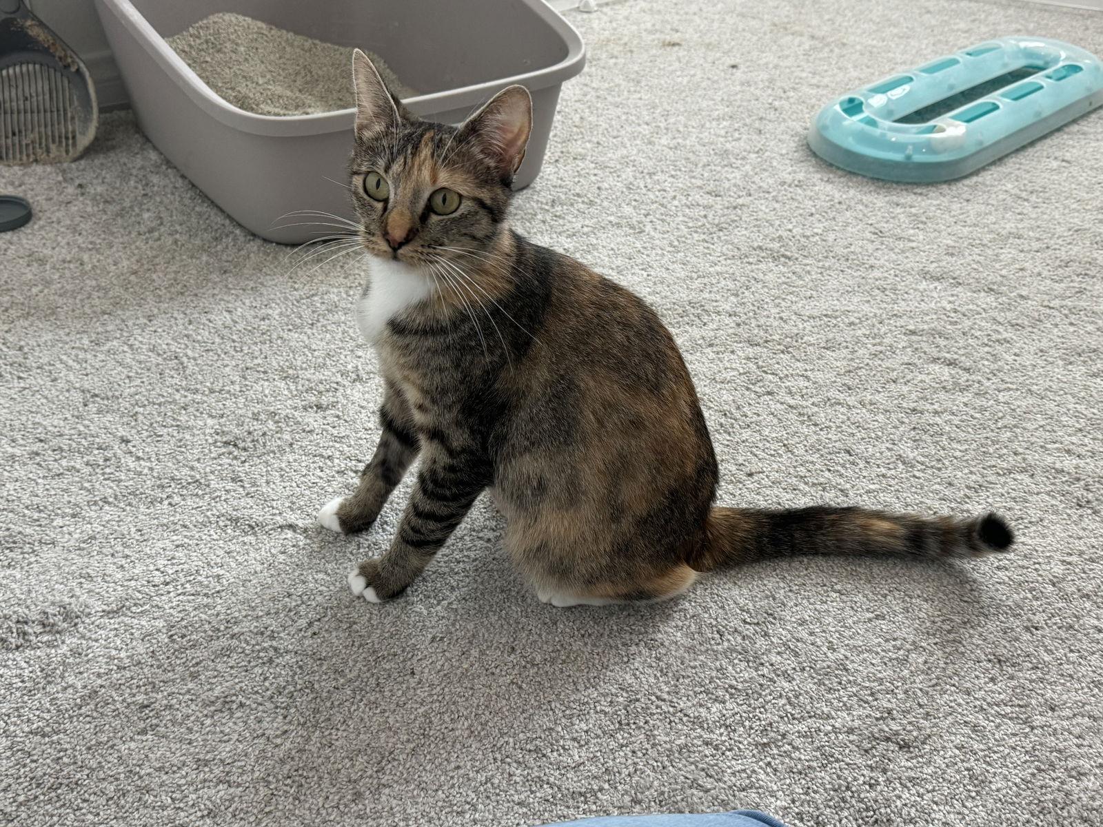 Lemon Pepper, a Adoptable mixed breed in Laguna Niguel, CA image 2/3