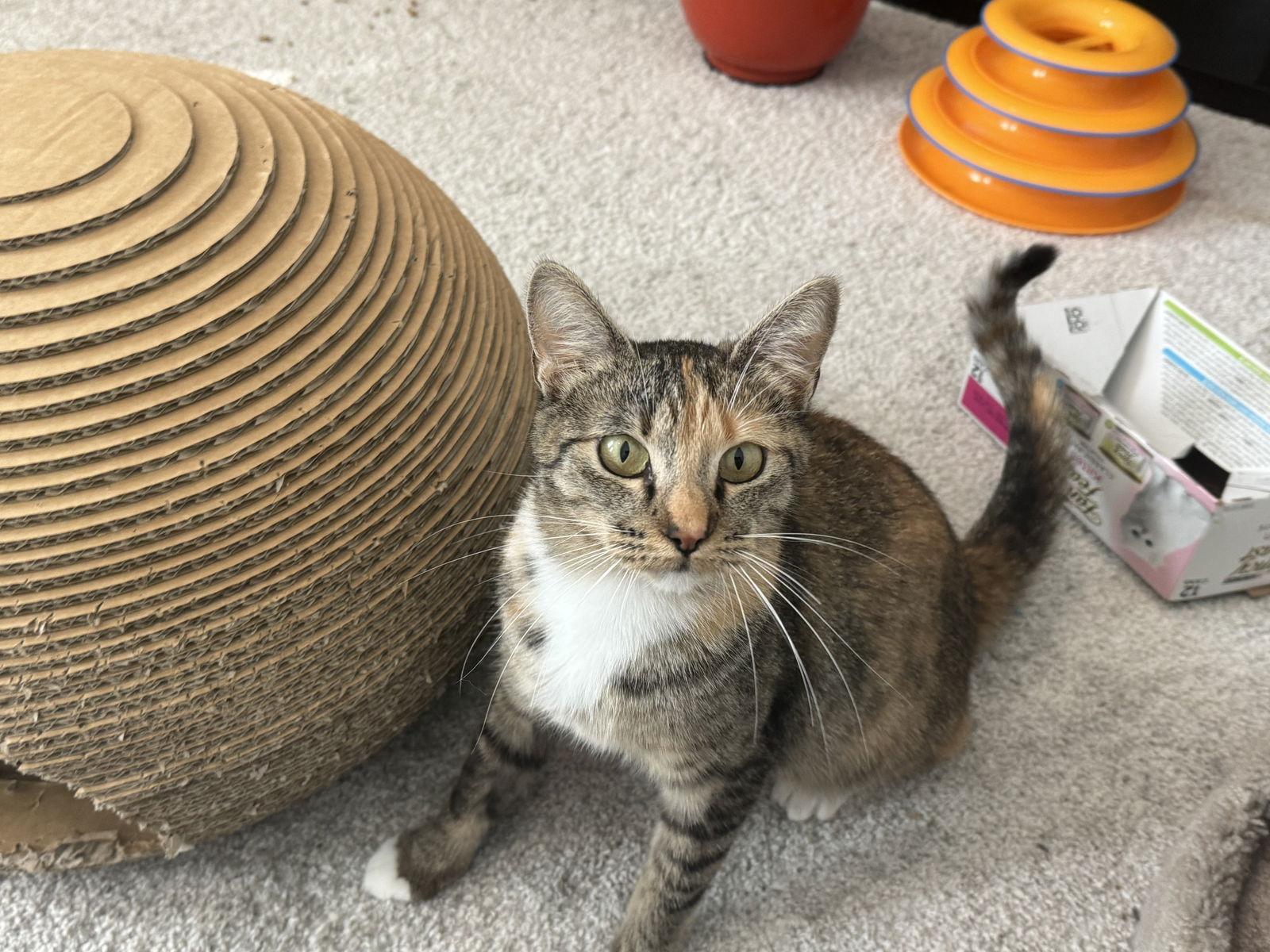 Lemon Pepper, Adoptable, Adult Female Torbie & Tuxedo.