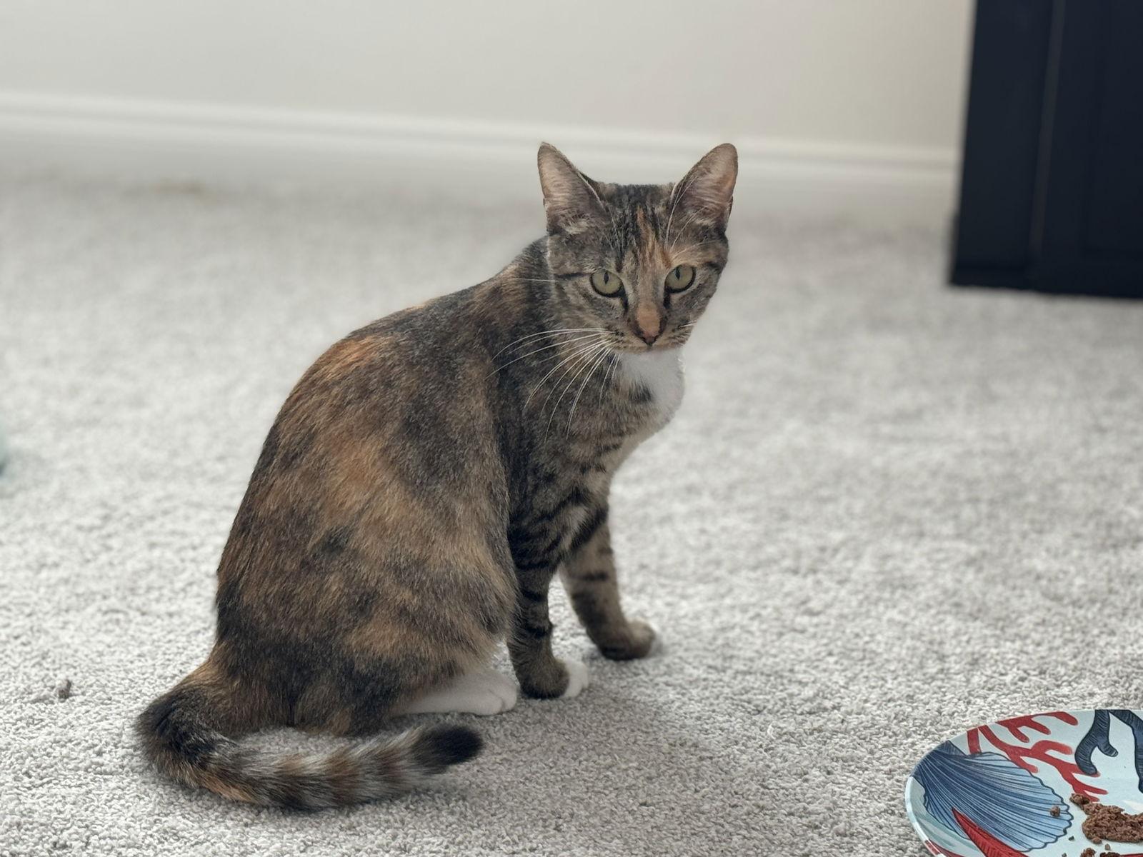 Enlarge Lemon Pepper, a Adoptable mixed breed in Laguna Niguel, CA image 3/3