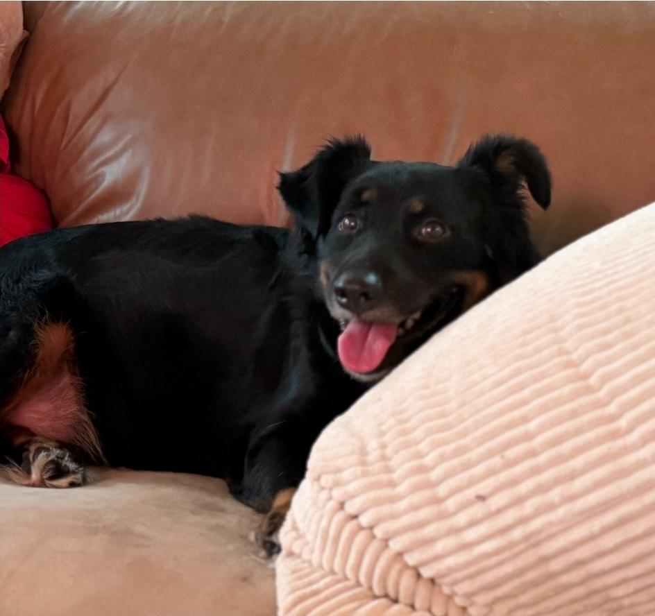 Enlarge Bub HW+, a Adoptable mixed breed in Sedalia, CO image 1/6