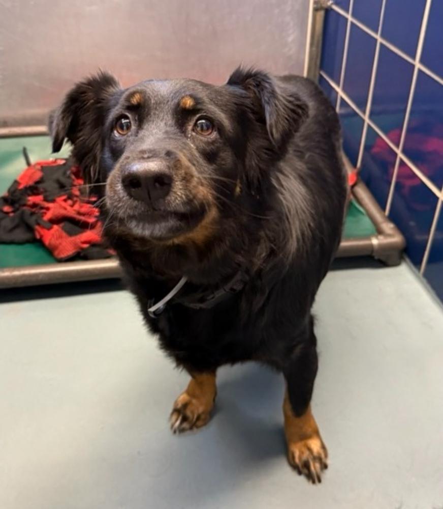 Enlarge Bub HW+, a Adoptable mixed breed in Sedalia, CO image 2/6