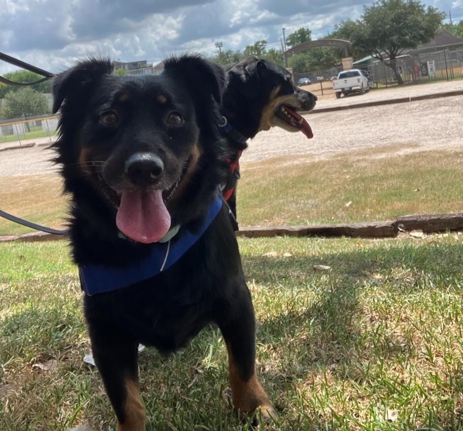Enlarge Bub HW+, a Adoptable mixed breed in Sedalia, CO image 4/6