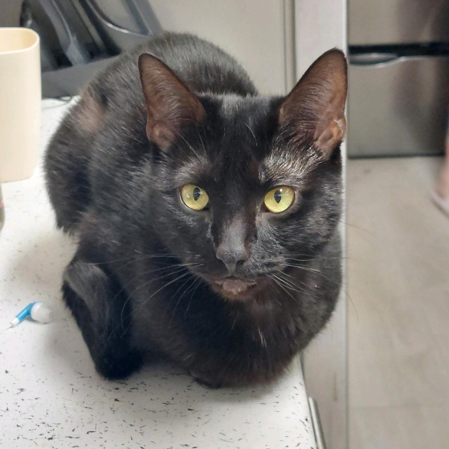 Enlarge Onyx, a Adoptable Domestic Short Hair in Memphis, TN image 1/1