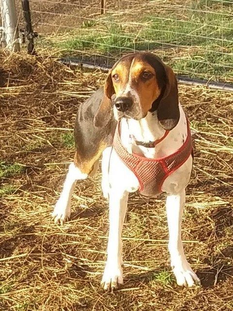 Bouje, Adopted, Young Female Treeing Walker Coonhound.