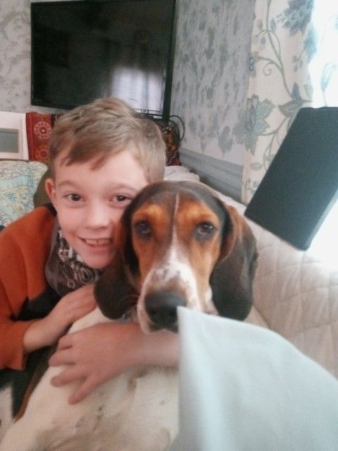 Enlarge Bouje, a Adopted Treeing Walker Coonhound in Kingsport, TN image 3/3