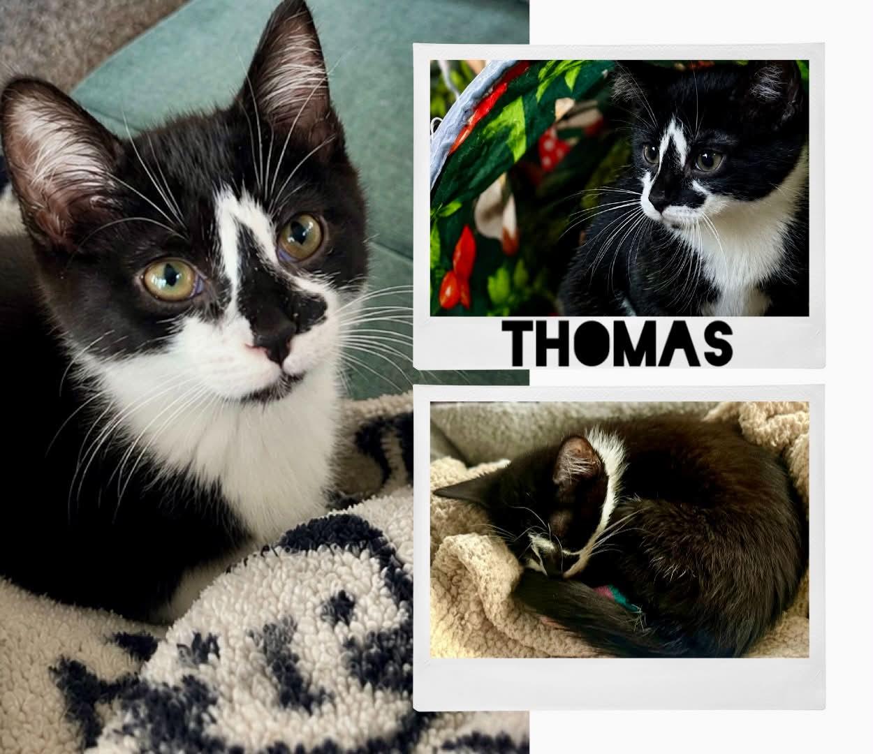 Thomas, a ADOPTABLE Domestic Short Hair in Battle Creek, MI image 1/2