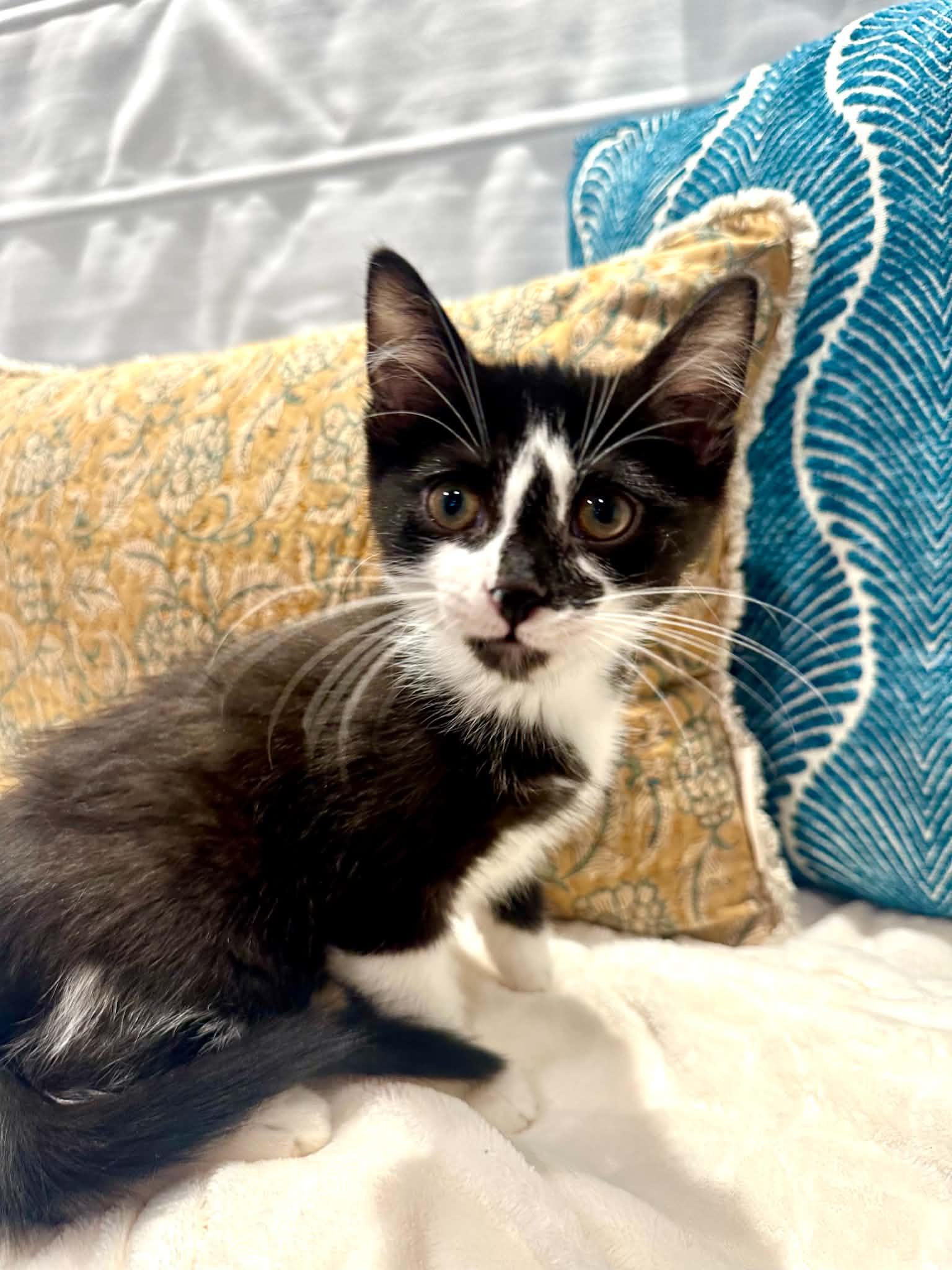 Thomas, a ADOPTABLE Domestic Short Hair in Battle Creek, MI image 2/2