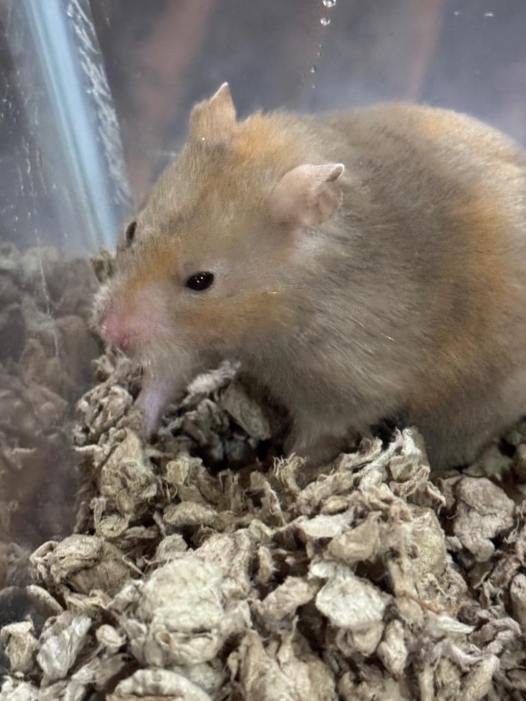 Excursion, Adoptable, Young Female Hamster.