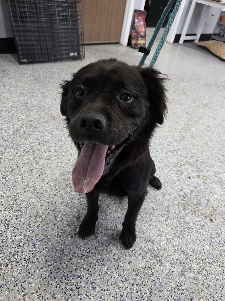 Enlarge Nova, a Adoptable mixed breed in Holbrook, AZ image 1/2
