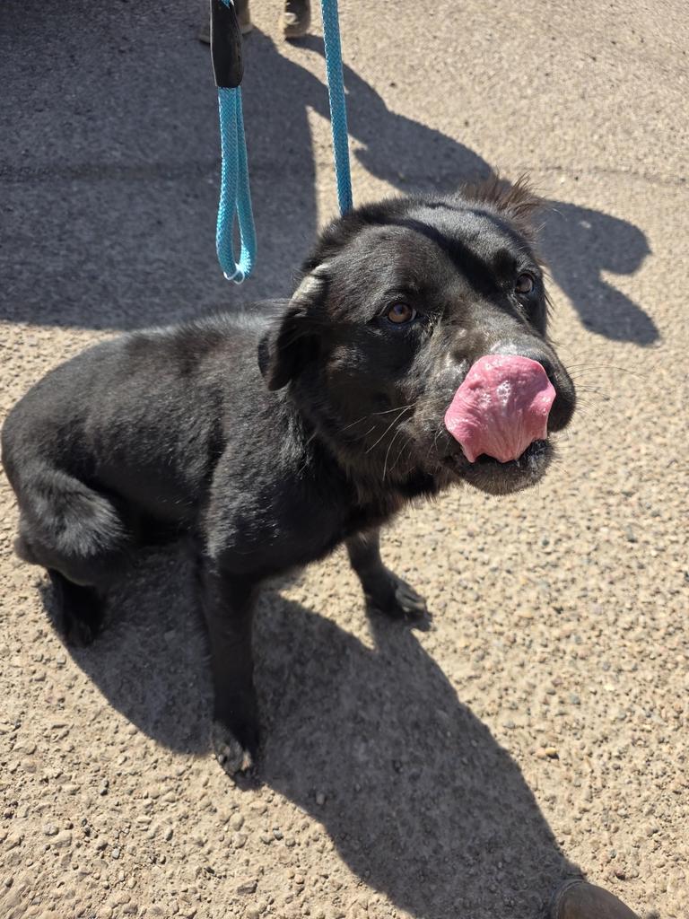 Enlarge Nova, a Adoptable mixed breed in Holbrook, AZ image 2/2